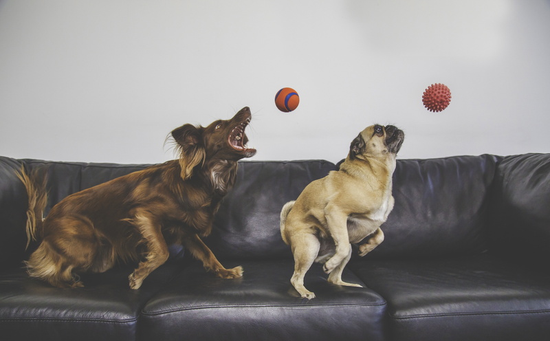 no people, grab, Friendship, home interior, furniture, toys, one animal, dog, indoors, Playing, Sofa, PetuniaPug, full length, pugbreed, Couch, canine