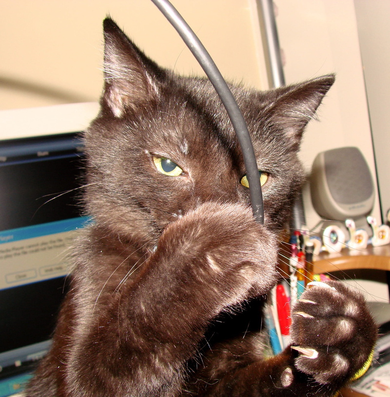relaxation, young Animal, 1080P, Cable, mammal, close-up, computer cable, looking, playing, pets, Cat, animal themes, one Animal, cute, home interior