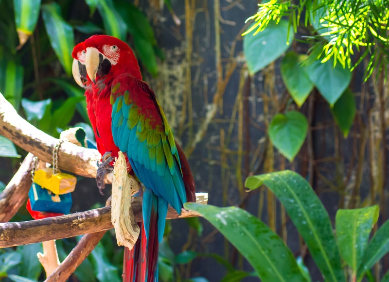 white, stand, avian, macaw, perch, agapornis, animal wildlife, jungle, animals in the wild, vertebrate, parrots, clipping, tropical, plant, path, animal