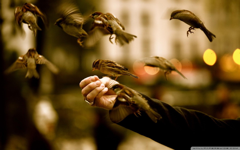 human, flock, feathers, hand, photography, sparrows, wings, animals, 1080P, moment, feeding, birds