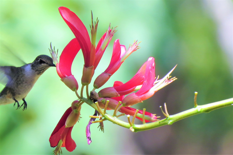 vulnerability, focus on foreground, no people, springtime, red flower, fragility, animal themes, pink, nature, plant, in flight, close-up, bird, flowers