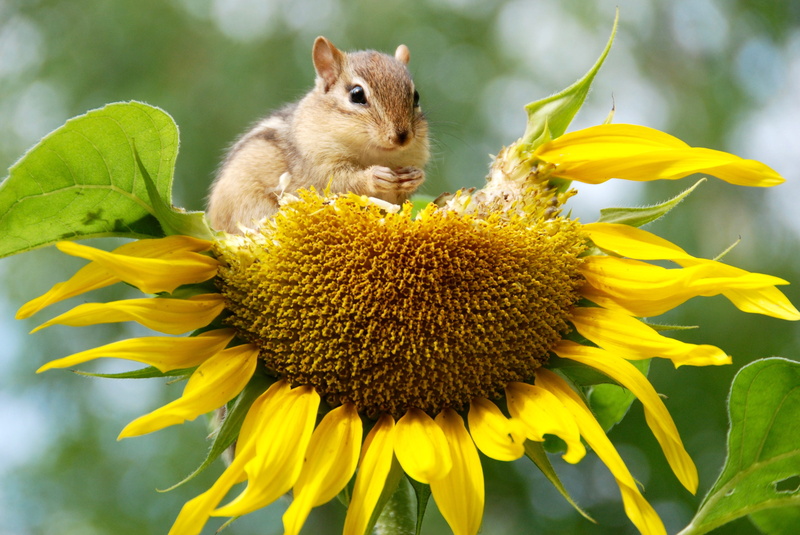 adorable, eating, nature, wild, no people, plant, animal wildlife, chipmunk, harvest, wildlife, seeds, small, wilderness, animal, animal themes, sunflower