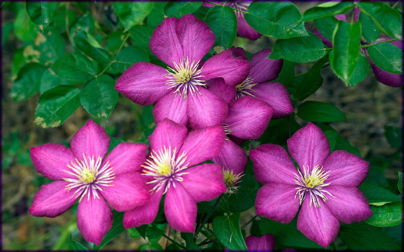 lyon, mainly, chinese, computer, 1080P, clematis, flowers, japanese, hd, de, purple, ville, descent