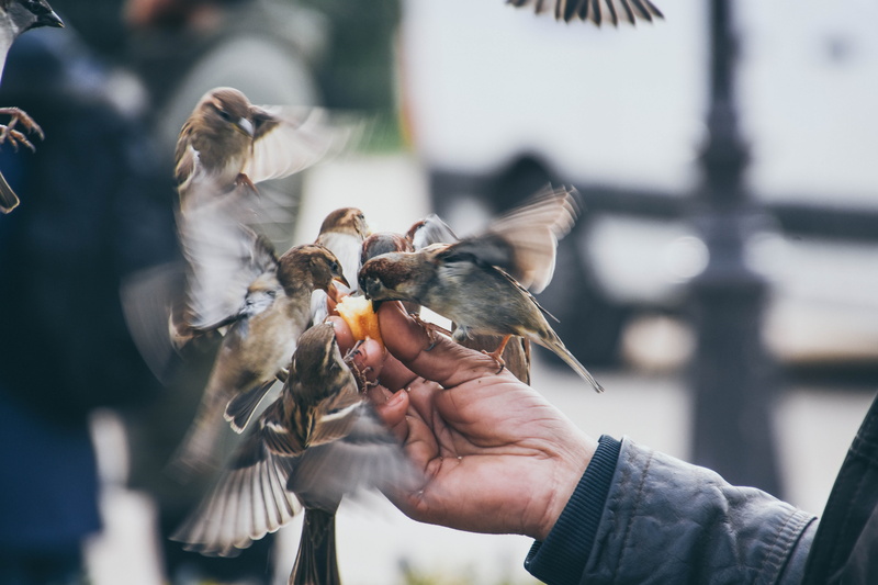 human body part, focus on foreground, holding, person, 5K, human hand, men, feeding, real people, outdoors, vertebrate, animals in the wild, animal wildlife