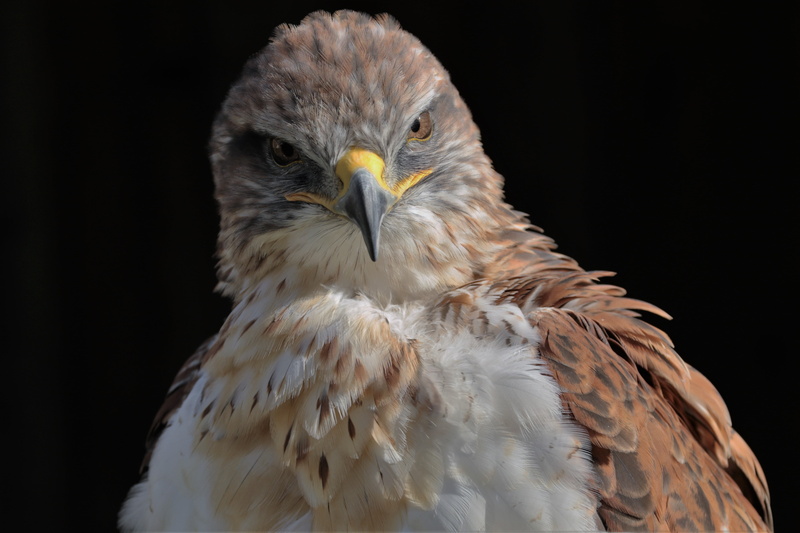 raptor, animal eye, portrait, eagle, close-up, 5K, majestic, predator, black background, prey, animal wildlife, animal, beak, hunter, animal themes, bald eagle