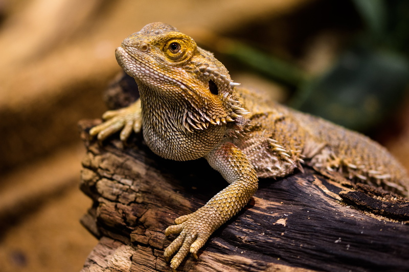 bearded dragon, animal wildlife, stone, closeup, lizards, hunt, resting, iguana, nature, timber, animal, watch, tree, animal themes, dry, talon, photography
