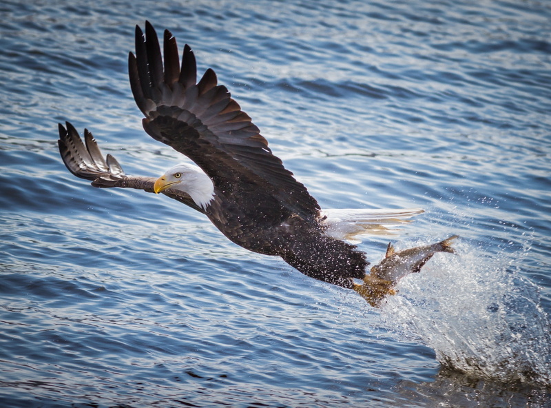 eagle, birds, fish, hunting, 2K, water, animals