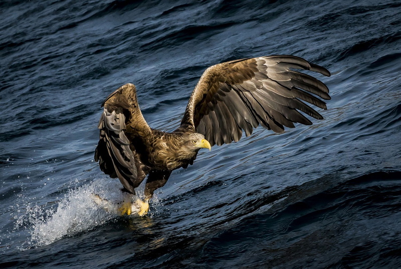 hunting, splashes, 720P, eagle, birds, water