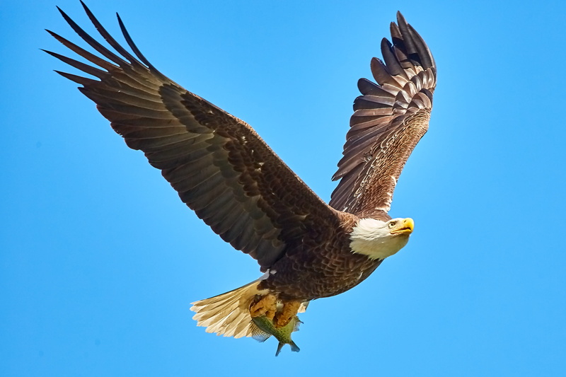 nature, outdoors, one animal, bald eagle, 4K, clear sky, animal wing, bald-eagle, mid-air, raptor, day, america, animal wildlife, animal themes, animals in the wild