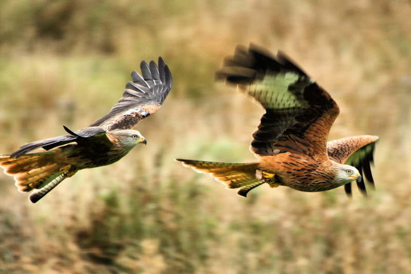 bird of Prey, carnivore, animal Wing, bird, Tiltshift lens, animal, lens, Red Kite, nature, 1080P, flying, animals In The Wild, eagles, brown, Wales, tiltshift