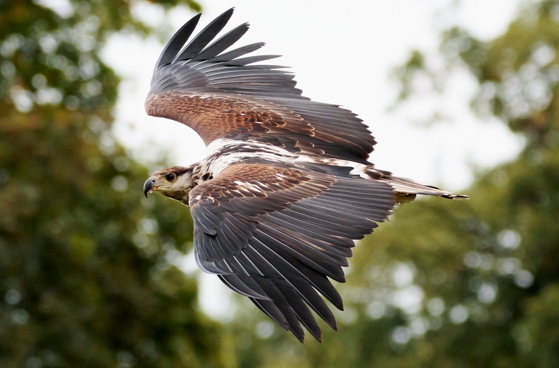 brown, wild, motion, on the move, nature, mid-air, bird, wing, focus on foreground, one animal, prey, predator, flying, wildlife, animal, no people, flapping