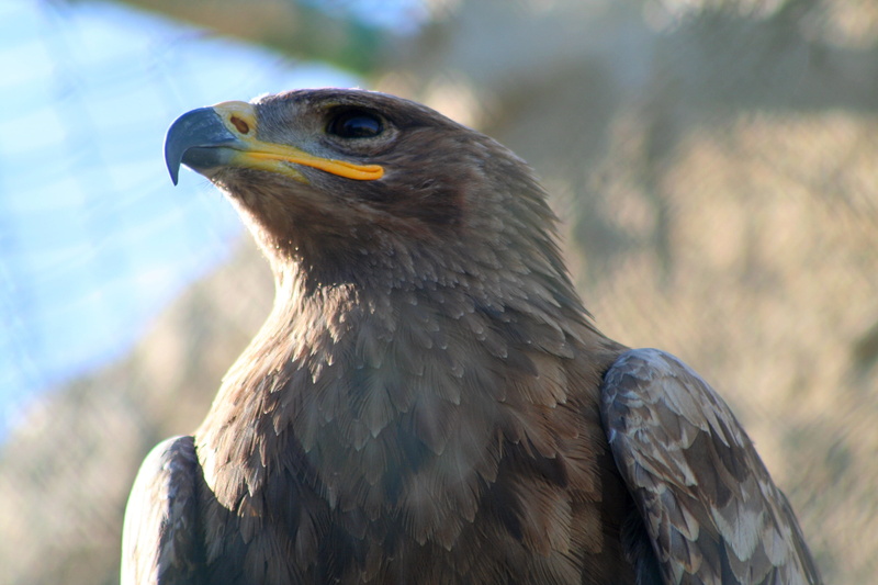 gray, steppe, animals Hunting, eagle - Bird, Falconry, animal, animals In The Wild, In search of the, bird, Malta, 2K, bird of Prey, Falcon #10, wonderful world