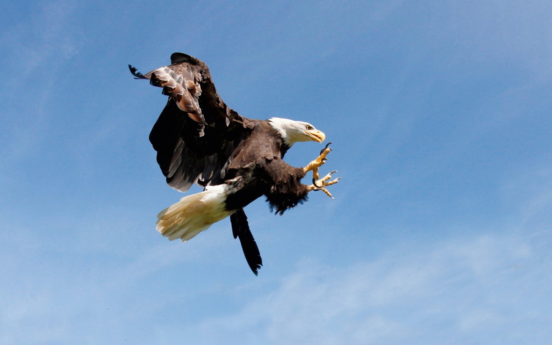 animal Wing, spread wings, outdoors, blue, low angle view, day, mid-air, nature, wildlife, feather, animals In The Wild, motion, animal themes, no people