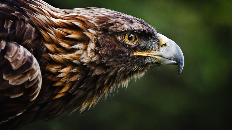 animal body part, animals in the wild, profile view, one animal, close-up, animal, hunting, focus on foreground, falcon - bird, bird, vertebrate, eagle hd  1080p high quality