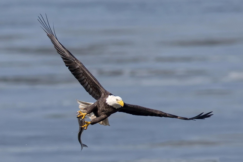 american, polowanie, hunting, ptaki, animals, eagle, 1080P, orzel, zwierzeta