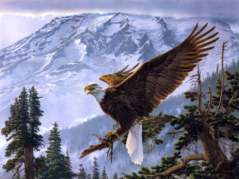 beauty In Nature, hawk - Bird, art, snow, carnivore, 1080P, no People, outdoors, sky, brown, majestic, animal, tree, white, mountain, freedom, winter
