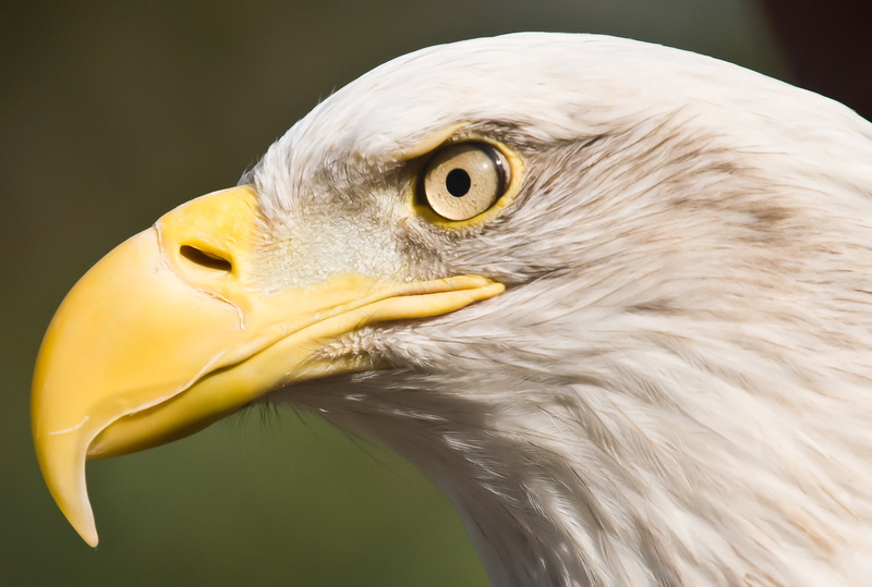 2K, eagle, photo, close-up, eagle - Bird, bird of Prey, close, animal, San Francisco Zoo, Curve, American bald eagle, close up, Beak, uSA, bird, bald Eagle
