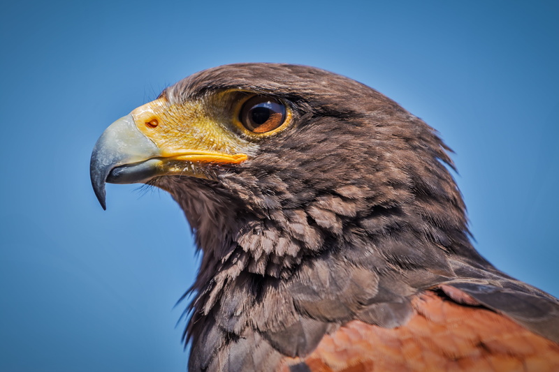 wildlife, animal Eye, watching, winged, bald Eagle, animal wildlife, regardless of whether the, vertebrate, watch, one animal, no people, looking away
