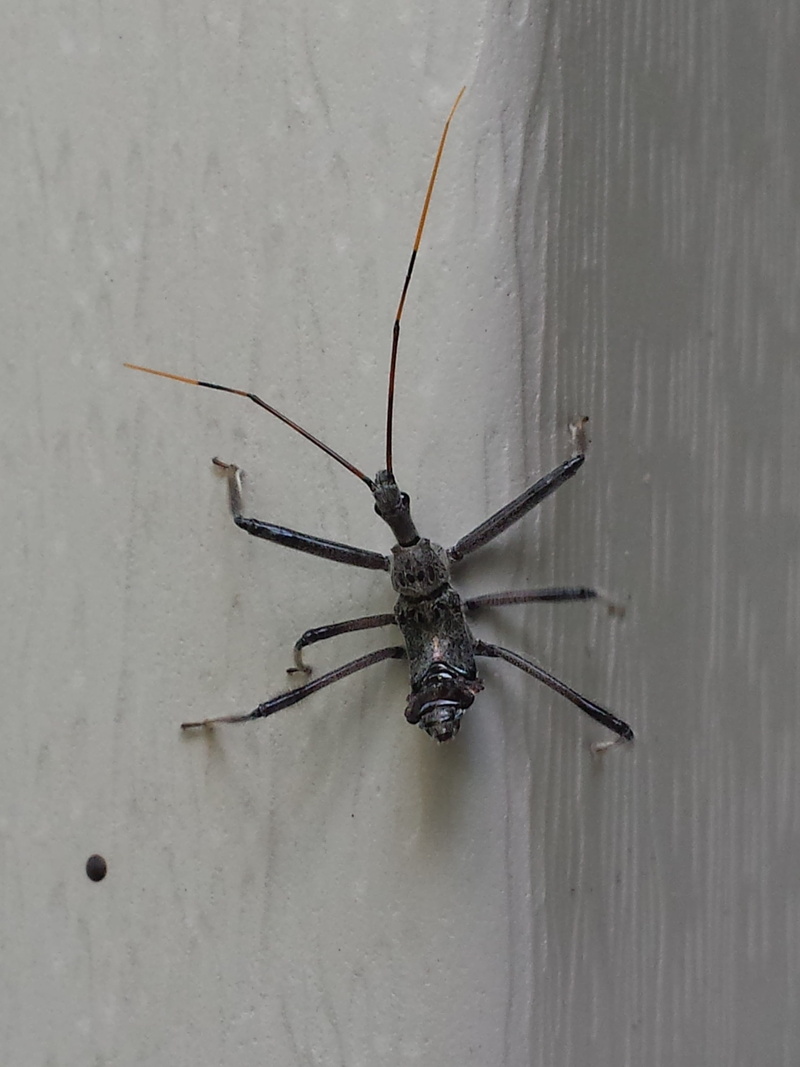 invertebrate, wall - building feature, close-up, animal, wood - material, arachnid, spider, animals in the wild, animal body part, indoors, animal themes