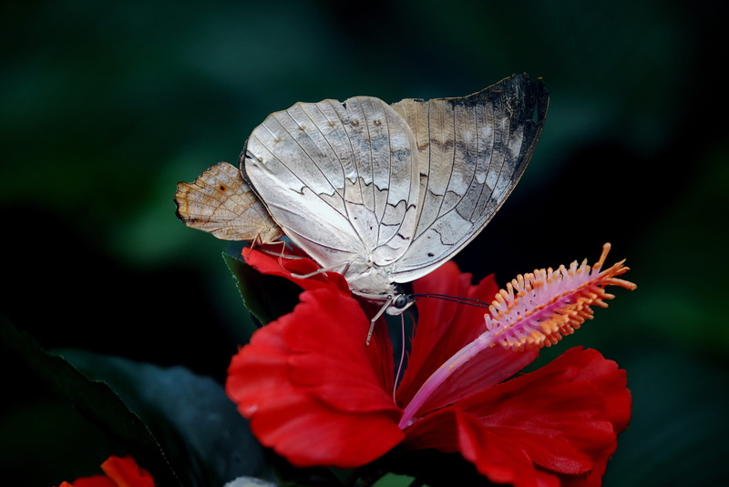 stem, herb, 4K, outdoor, moth, pollen, focus, animal, photography, hibiscus, antennae, no people, fragility, freshness, wildlife, close-up, nature, wing