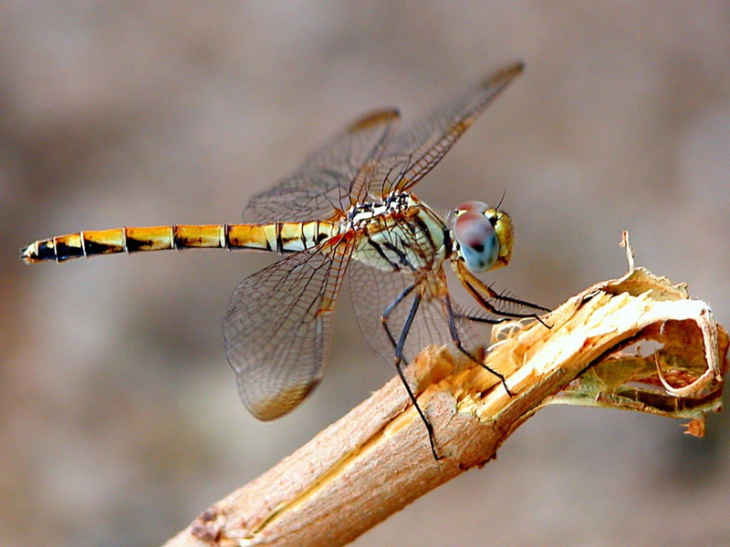 art, head, insect, amazing, abdomen, thorax, 480P, legs, hd, twig, insects, animals