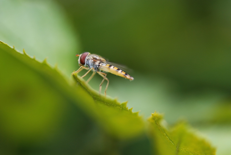 insect, wild, small, no people, green color, invertebrate, Insect, outdoors, Wing, animals in the wild, one animal, day, Wildlife, plant part, leaf, macro
