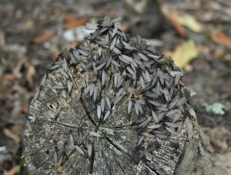 bug, thorax, natural pattern, tree stump, entomology, day, no people, life, close-up, tree, 1080P, antennae, log, plant, insects, rough, land, focus on foreground