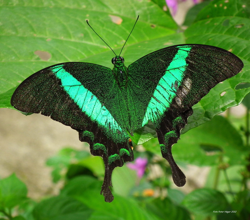 antennae, focus on foreground, thorax, small, wildlife, outdoors, wing, fragile, wild, butterfly, emerald peacock, colorful, bright, leaf, animal, swallowtail