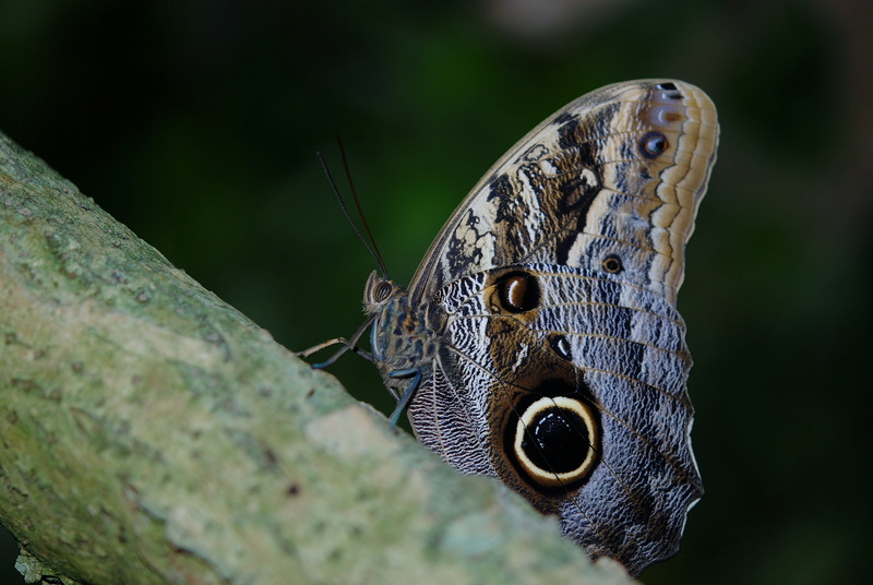 animal scale, colorful, gray, wing, beauty in nature, thorax, animal wing, metamorphosis, bug, fragile, brown, insect, animal head, antennae, animal body part