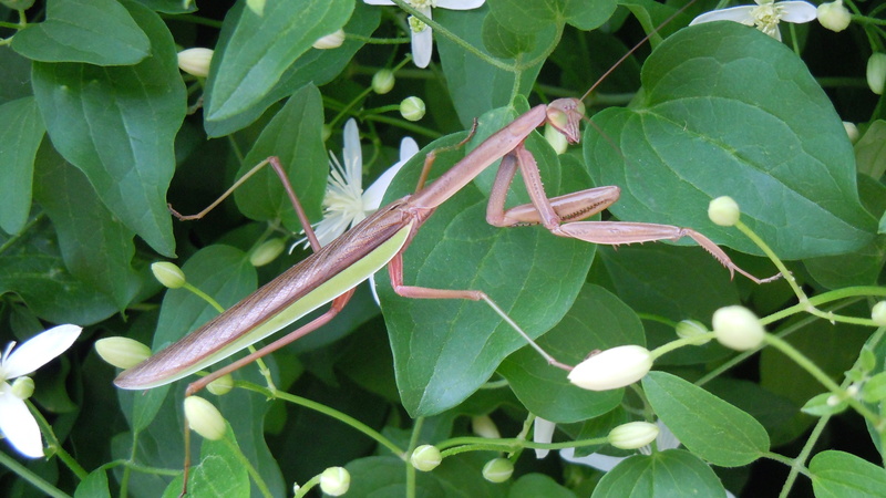 day, outdoors, 4K, entomology, antennae, outdoor, thorax, wing, beauty in nature, wild, close-up, plant part, invertebrate, reptile, animal wildlife, animal