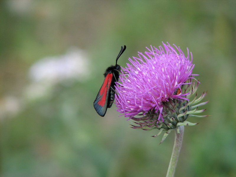 2K, entomology, thorax, no people, leaf, natural, life, beauty in nature, delicate, herb, plant, wildflower, close-up, purple, cocoon, agriculture, lepidopter