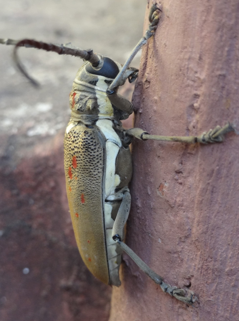 close-up, nature, entomology, Tentacles, security, life, Insect, thorax, no people, 1080P, wild, selective focus, Small, Bug, antennae, connection, metal