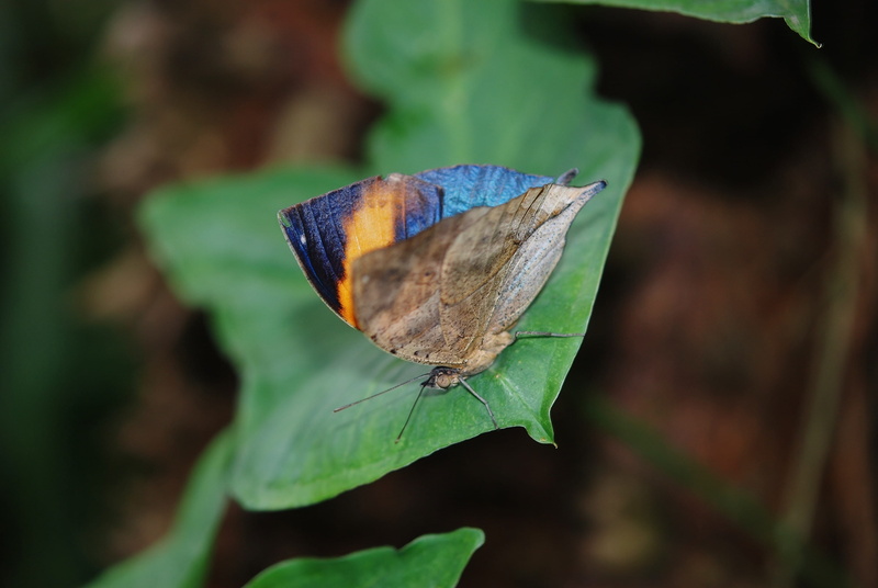 leaf, life, no people, day, antennae, d, cocoon, close-up, animal wildlife, outdoors, colorful, invertebrate, bug, animal themes, 4K, animal wing, elicate