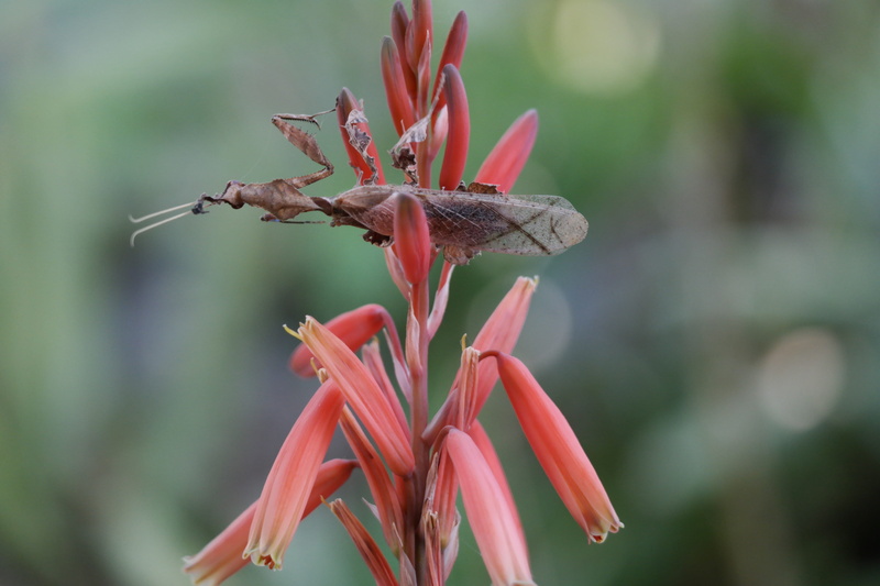 ghost mantis, nature, flower, wilted plant, close-up, thorax, camo, red, camouflage, Praying Mantis, focus on foreground, freshness, flowering plant, petal