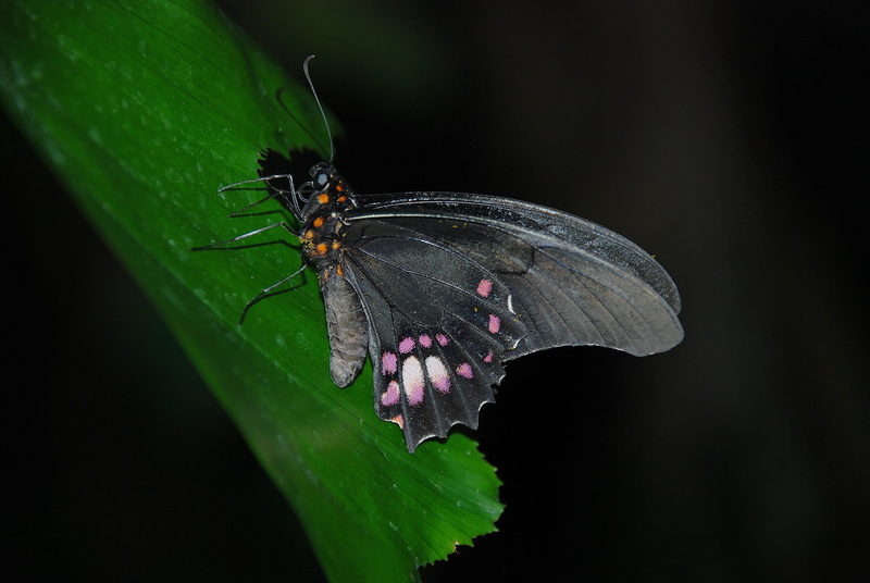 animals in the wild, one animal, wild, Wing, bright, entomology, metamorphosis, Insect, purple, insect, flower, thorax, no people, close-up, Wildlife, Butterfly