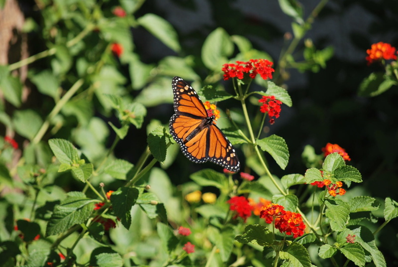 pollination, Butterfly, Flowers, entomology, bug, small, growth, Plant, butterfly - insect, cocoon, outdoors, colorful, botany, herb, wing, metamorphosis