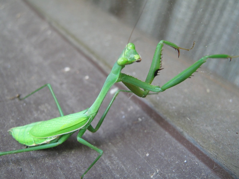 grasshopper, bug, outdoor, arthropod, nature, antenna, exoskeleton, praying, one animal, no people, high angle view, camouflage, thorax, day, animal themes