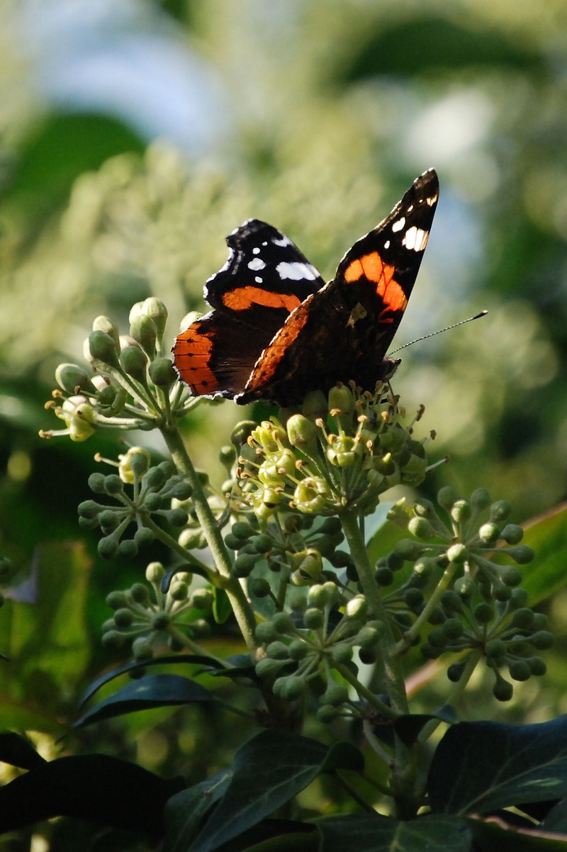fragility, butterfly - insect, insect, animals in the wild, animal wildlife, outdoors, freshness, growth, delicate, fragile, metamorphosis, animal themes