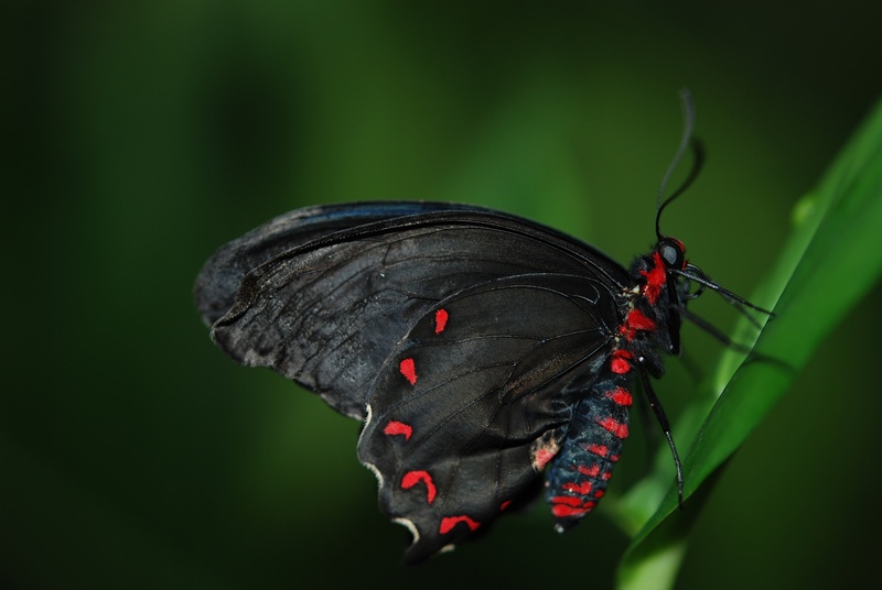 antennae, no people, animal wildlife, close-up, proboscis, 4K, small, flower, animal, metamorphosis, photography, delicate, thorax, outdoors, wild, butterfly - insect