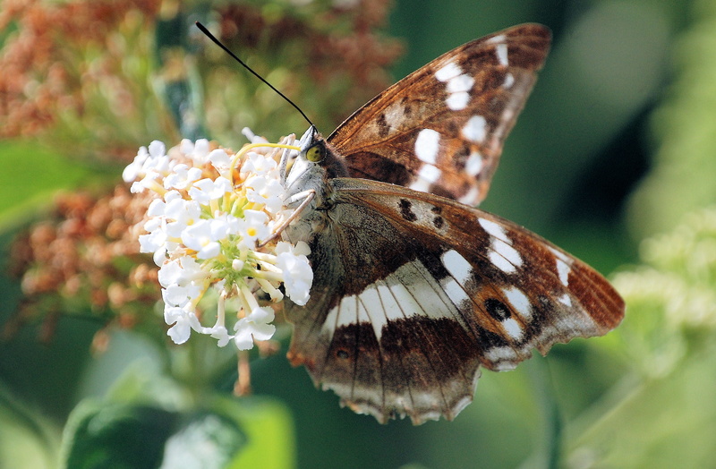 fragile, flowering plant, plant, invertebrate, one animal, freshness, fragility, 2K, close-up, beauty in nature, colorful, wing, insect, flower, wild