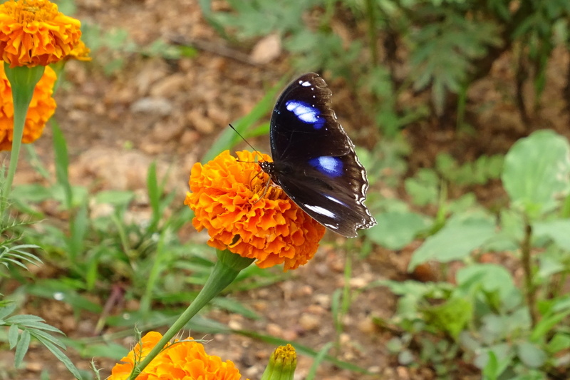 eggfly, delicate, nature, colorful, tropical butterfly, outdoors, bug, wing, thorax, close-up, flower head, flowering plant, vulnerability, fragility, flower