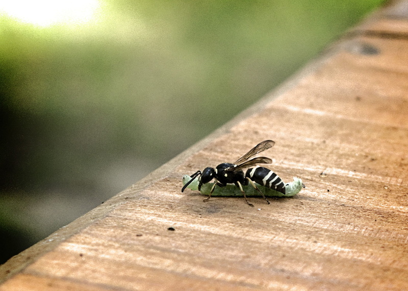 eat, sunlight, table, wasp, animal themes, small, tree, life, antennae, outdoors, fight, insect, one animal, plank, wildlife, invertebrate, outdoor, day