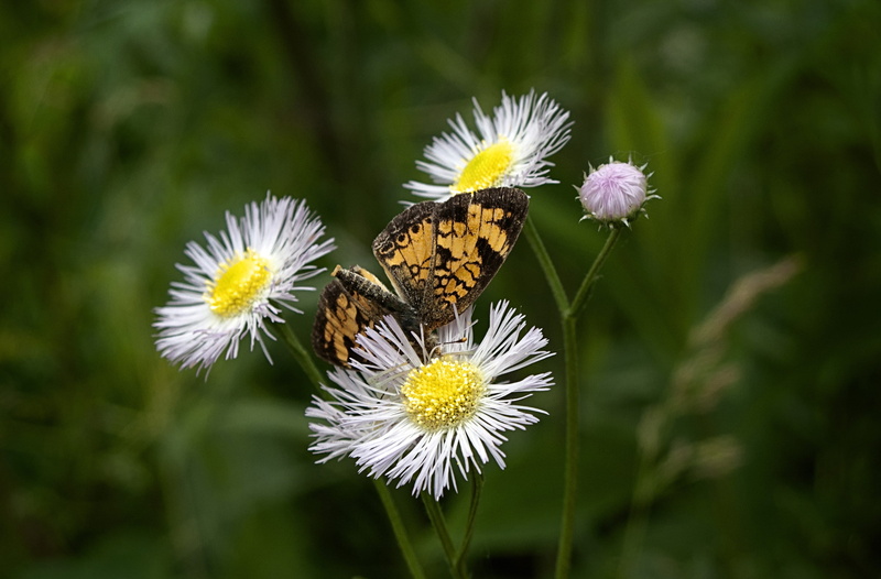 petal, 2K, bright, focus on foreground, insect, butterfly - insect, horticulture, metamorphosis, animal wildlife, natural, inflorescence, agriculture