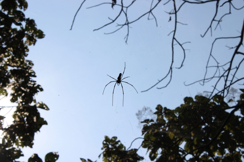 thorax, focus on foreground, spider, animals in the wild, insect, low angle view, branch, 5K, outdoor, bug, Arachnid, life, wild, entomology, day, no people