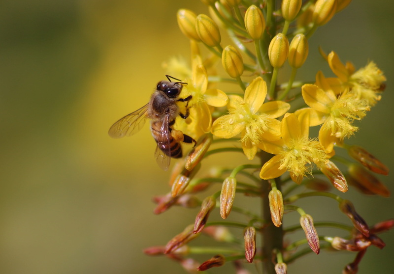 nature, antennae, herb, wildlife, wildflower, small, Floral, close-up, thorax, flowering plant, natural, delicate, Bee, freshness, animal, no people, pollination