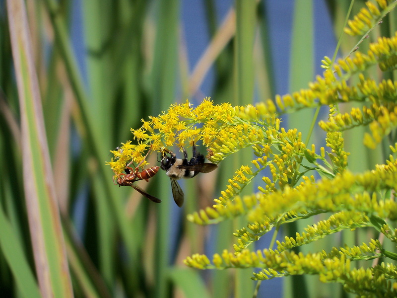 growth, small, nature, bug, green color, outdoor, wildlife, 2K, wing, Insects, invertebrate, yellow, entomology, antennae, plant, selective focus, animals in the wild