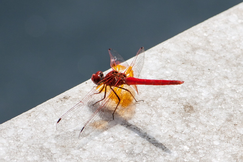 macro, thorax, animal wing, Wildlife, red, focus on foreground, outdoors, Wing, no people, high angle view, one animal, wall - building feature, close-up