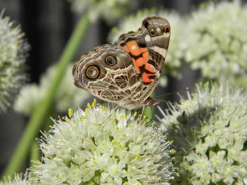 insect, butterfly - insect, metamorphosis, small, beauty in nature, antennae, wing, 4K, focus on foreground, animal themes, invertebrate, nature, pollination