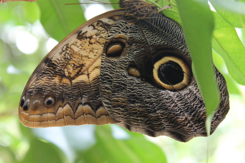 one animal, entomology, wing, butterfly, thorax, delicate, animal, metamorphosis, insect, outdoor, animal wildlife, outdoors, life, tree, wildlife, close-up