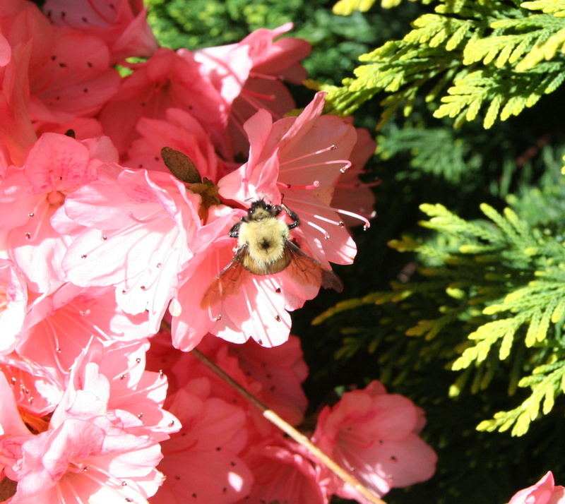 flower, stem, nature, small, no people, animals in the wild, botany, entomology, pink color, petal, bug, one animal, proboscis, freshness, 1080P, horticulture